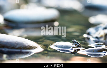 Eine Küstenstadt tailed Frosch (Ascaphus truei) ruht auf einem Felsen in der Redwood Creek in den Redwoods National Park, Kalifornien. Stockfoto