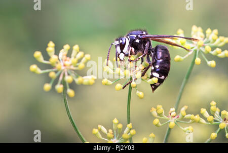 Ein kahler konfrontiert Hornet (Dolichovespula maculata) Besuche eine gelbe Blume in Nordkalifornien. Stockfoto