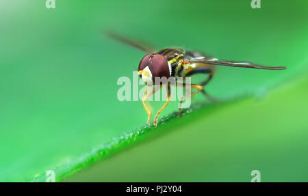 Ein hoverfly (Familie Syrphidae) ruht auf einem grünen Blatt in Nordkalifornien. Stockfoto