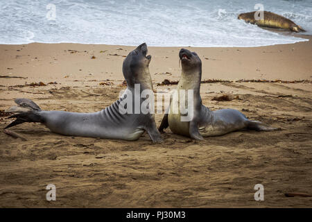 Seeelefanten am Strand, Piedras Blancas, Kalifornien, USA Stockfoto