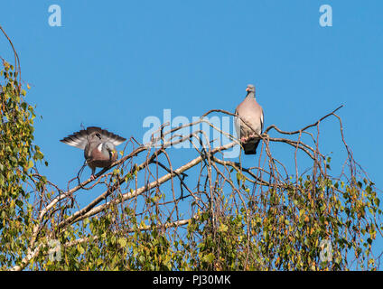 Ein männlicher Ringeltaube Gerichte ein Weibchen. Stockfoto