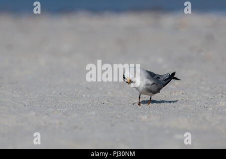 Mindestens tern (Sternula antillarum) in einem lustigen Kopf Pose auf einer Sandbank entlang dem Golf von Mexiko. Stockfoto