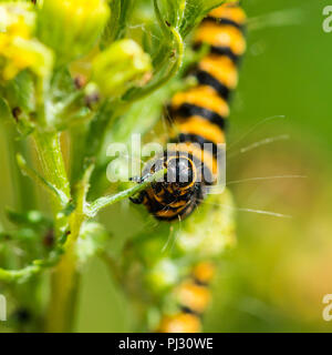 Eine Makroaufnahme eines Zinnober motte Caterpillar verschlingende ein Ragwort Anlage. Stockfoto