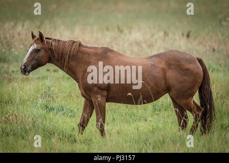 Eine kastanie Pferd steht in einer Wiese in der Nähe von Hauser, Idaho. Stockfoto