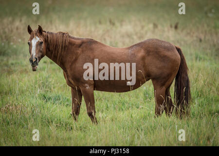 Eine kastanie Pferd steht in einer Wiese in der Nähe von Hauser, Idaho. Stockfoto