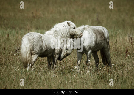 Zwei weiße Pferde miteinander interagieren, in der Nähe von Hauser, Idaho. Stockfoto