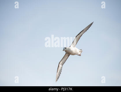 Eissturmvogel (Fulmarus glacialis), Northern Eissturmvogel oder manchmal Arktis Eissturmvogel, im Flug, Whitby Küste, Yorkshire, Britische Inseln Stockfoto