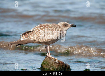 Juvenile europäischen Silbermöwe, Larus argentatus, Aufruf zur übergeordneten Vogel, Whitby Küste, Vereinigtes Königreich Stockfoto