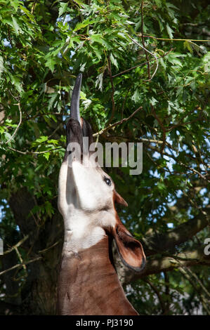Okapi, Okapia johnstoni, auch als Wald oder in der Kongolesischen Giraffe oder Zebra Giraffe bekannt, mit Zunge Blätter, einzelne gefangen gehalten zu erreichen, ZSL. Stockfoto