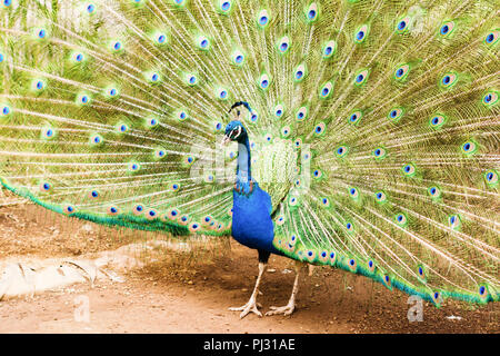 In der Nähe von schönen männlichen Pfau, der seine Federn Seitenansicht, blaue und grüne Farben, selektiver Fokus Stockfoto