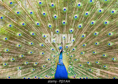 Schönen männlichen Pfau, der seine Federn, blaue und grüne Farben, selektiver Fokus Stockfoto