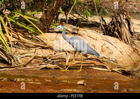 White-faced Reiher (ardeidae Egretta novaehollandiae) auf Wasser Stockfoto