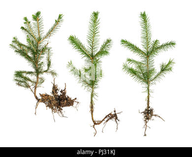 Einstellen der jungen Triebe von einem Weihnachtsbaum mit Wurzeln auf einem weißen Hintergrund. Stockfoto