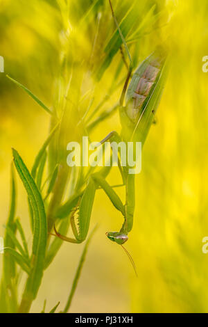 Europäische Gottesanbeterin (Mantis Religiosa) versteckt sich in anderen Betrieb beute Aufzulauern Stockfoto