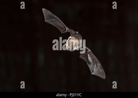 Seltene Natterer von bat (Myotis nattereri) im Flug auf Kirche Dachgeschoss mit auffälligen weißen Bauch. Nach unten am Boden Stockfoto