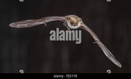 Seltene Natterer von bat (Myotis nattereri) im Flug auf Kirche Dachgeschoss mit auffälligen weißen Bauch, auf grauem Hintergrund Stockfoto