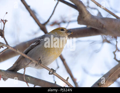 Nordamerika, Kanada, Ontario, Pine Grosbeak, Pinicola enucleator, im Baum gehockt Stockfoto