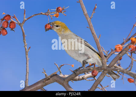 Nordamerika, Kanada, Ontario, Pine Grosbeak, Pinicola enucleator Stockfoto