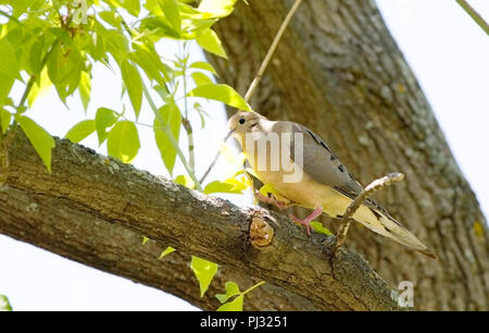 Nordamerika, Kanada, Ontario, Taube, Zenaida macroura, im Baum gehockt Stockfoto