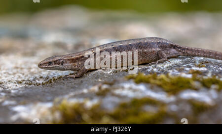 Schwangerschaft oder Gravid Weibchen von Lebendgebärenden Lizard oder Common Lizard (Zootoca Vivipara) ruht auf einem Stein Stockfoto