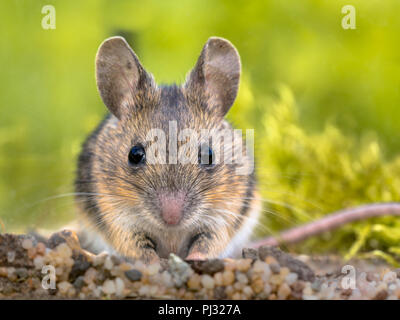 Frontale Ansicht Nahaufnahme Portrait von niedlichen Holz Maus (APODEMUS SYLVATICUS) im grünen Moos Natur und schauen in die Kamera Stockfoto