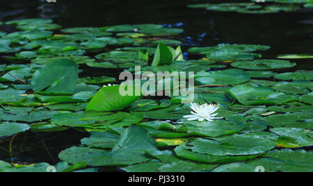 Lily flower Blüten oder erstaunliche Lotus blühen am Teich. Weiße Seerosen schwimmen auf einer Flusslandschaft. Wunderschöne weiße Blüte mit grünen Blättern auf Stockfoto