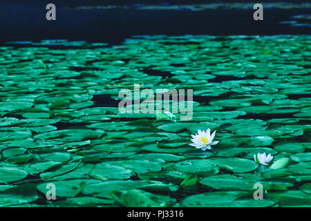 Teich mit Seerosen Blumen oder White Lotus in der blühenden Jahreszeit. Wunderschöne weiße Blüte mit grünen Blättern auf See Oberfläche. Seerosen schwimmen auf einem Rive Stockfoto