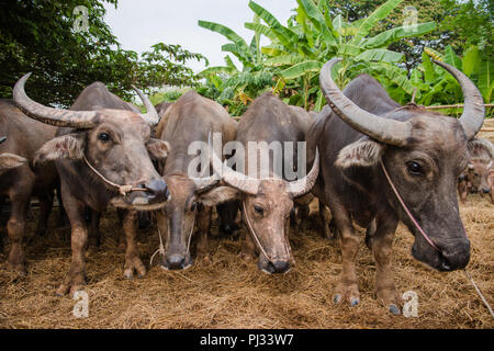 Thailand buffalo Gruppe Stockfoto