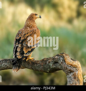 Aquila adalberti Spanisch imperial Stockfoto