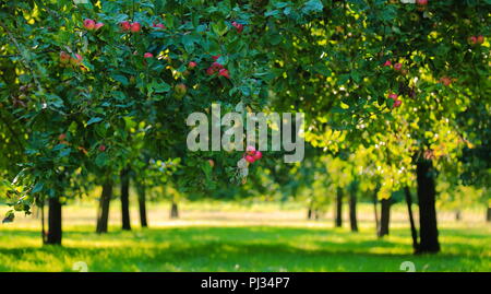 Rote Äpfel im Orchard Reif. Apple Landwirtschaft für Apfelwein Produktion in Somerset. Stockfoto