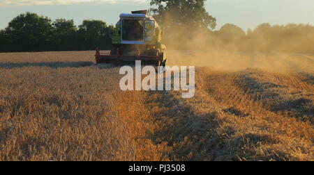 Ernte von Weizen Mähdrescher auf das Ackerland Feld in Somerset Stockfoto