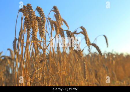 Reifen Weizen in der Agrarwirtschaft in Somerset Stockfoto
