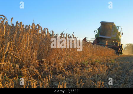 Ernte von Weizen Mähdrescher auf das Ackerland Feld in Somerset Stockfoto