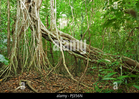 Dschungel in Nam Cat Tien Nationalpark (Südvietnam). Immergrüne tropische Wald Stockfoto