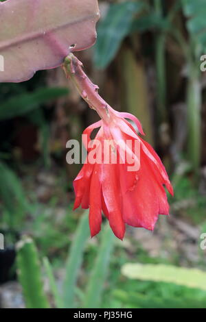 Nahaufnahme von epiphyllum oder Orchideen Kakteen welke Blume Stockfoto