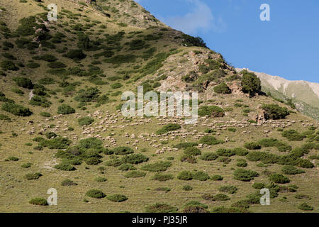 Herde von Schafen migriert auf einem Berghang im Tal des Altyn-Arashan in der Nähe von Karakol in Kirgisistan Stockfoto