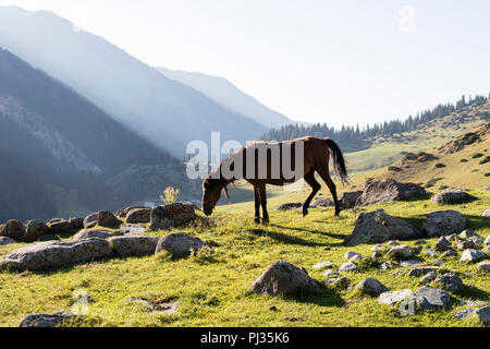 Tal von Altyn-Arashan in den späten Nachmittag mit den letzten Sonnenstrahlen und ein Pferd im Vordergrund in Kirgisistan Stockfoto