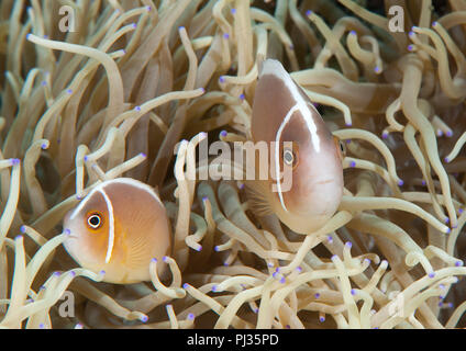 Ein paar Rosa Anemonenfischen (Amphiprion perideraion) in ihrer Anemone home Stockfoto