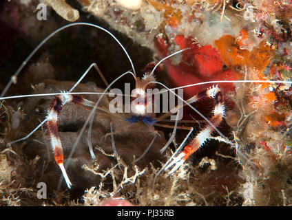 Gebänderte Putzergarnelen (Stenopus hispidus) laufen über Korallen von Bali, Indonesien Stockfoto