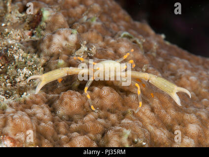 Gekrönt coral Crab (Quadrella coronata) ruht auf Coral von Bali, Indonesien Stockfoto