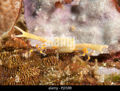 Gekrönt coral Crab (Quadrella coronata) ruht auf Coral von Bali, Indonesien Stockfoto