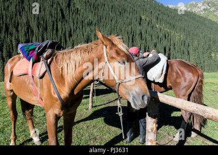 Altyn-Arashan, Kirgisistan, 14. August 2018: gesattelte Pferde warten am Morgen im Tal von Altyn-Arashan in Kirgisistan für die Abfahrt Stockfoto