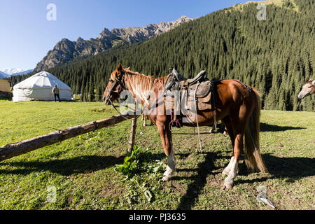 Altyn-Arashan, Kirgisistan, 14. August 2018: gesattelte Pferde warten am Morgen im Tal von Altyn-Arashan in Kirgisistan für die Abfahrt Stockfoto