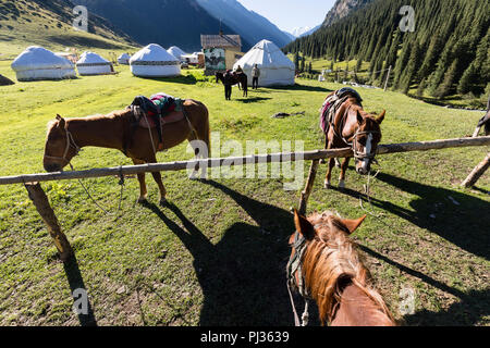 Altyn-Arashan, Kirgisistan, 14. August 2018: gesattelte Pferde warten am Morgen im Tal von Altyn-Arashan in Kirgisistan für die Abfahrt Stockfoto