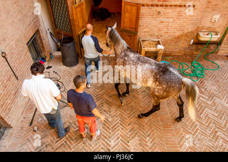 Bräutigam aus der Lupa (sie Wolf) Contrada bereiten Ihre Pferd, Palio di Siena, Siena, Italien Stockfoto