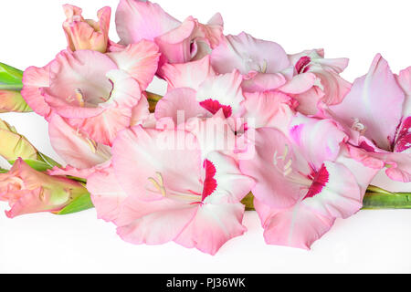 Blumenstrauß aus sanftem Rosa mit Magenta gladiolus Blüten mit gewellten Kanten der Blütenblätter, auf einem weißen Hintergrund. Schönen floralen Element Stockfoto