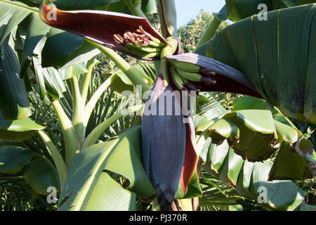 Bananen in einen Englischen Garten... Stockfoto