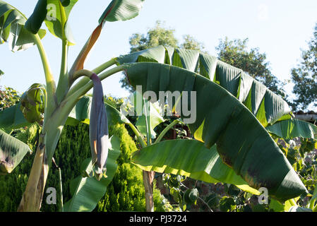 Bananen in einen Englischen Garten... Stockfoto