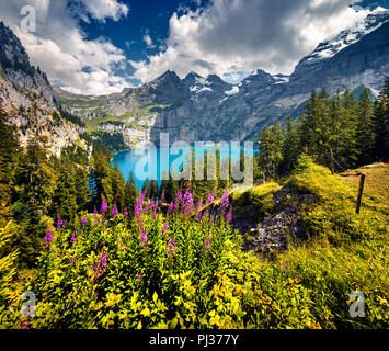 Bunte Sommermorgen auf einzigartigen See - Oeschinensee (Oeschinensee), UNESCO-Weltkulturerbe. Schweiz, Europa. Stockfoto