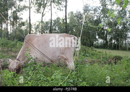 Braune und weiße Kühe auf einer Wiese an einem hellen und sonnigen Tag in der Bangladesch. Kühe auf der grünen Wiese. Stockfoto